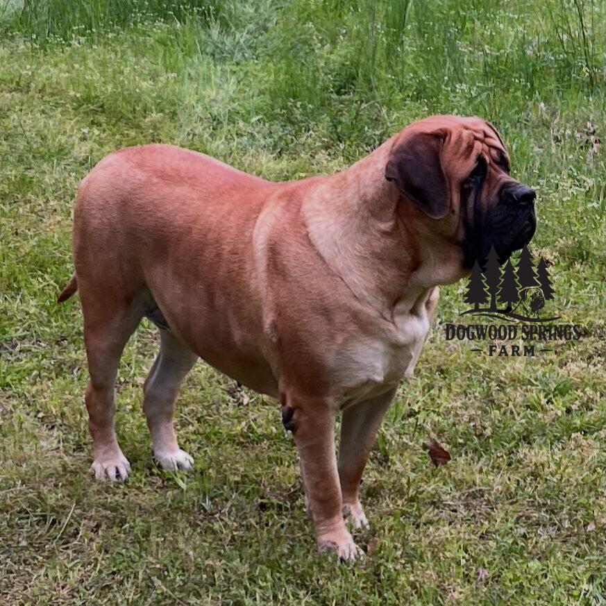 Mastiff