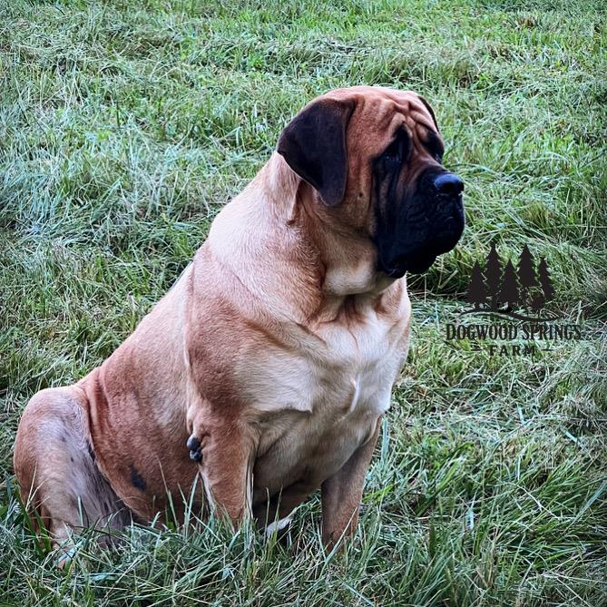 Sitting mastiff