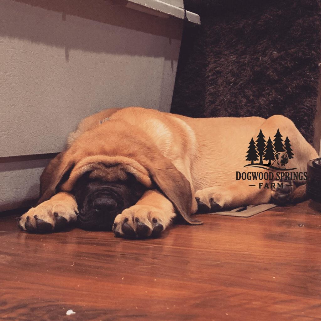 puppy pic