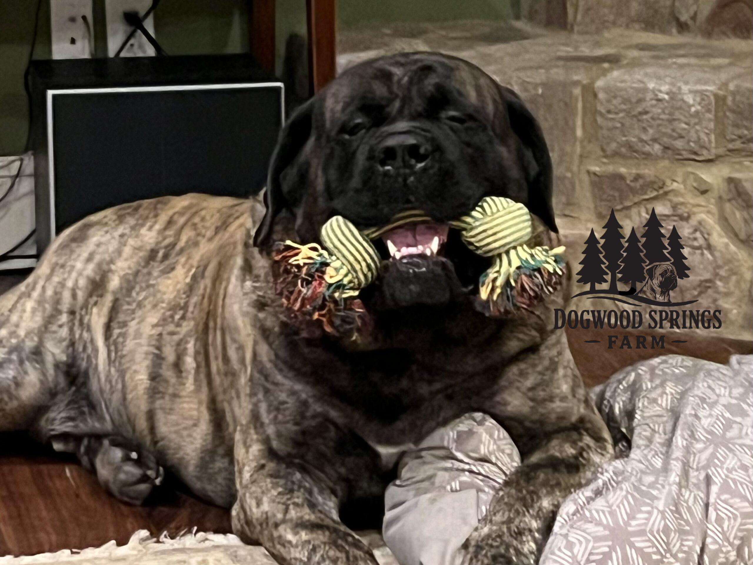 Happy dog with toy