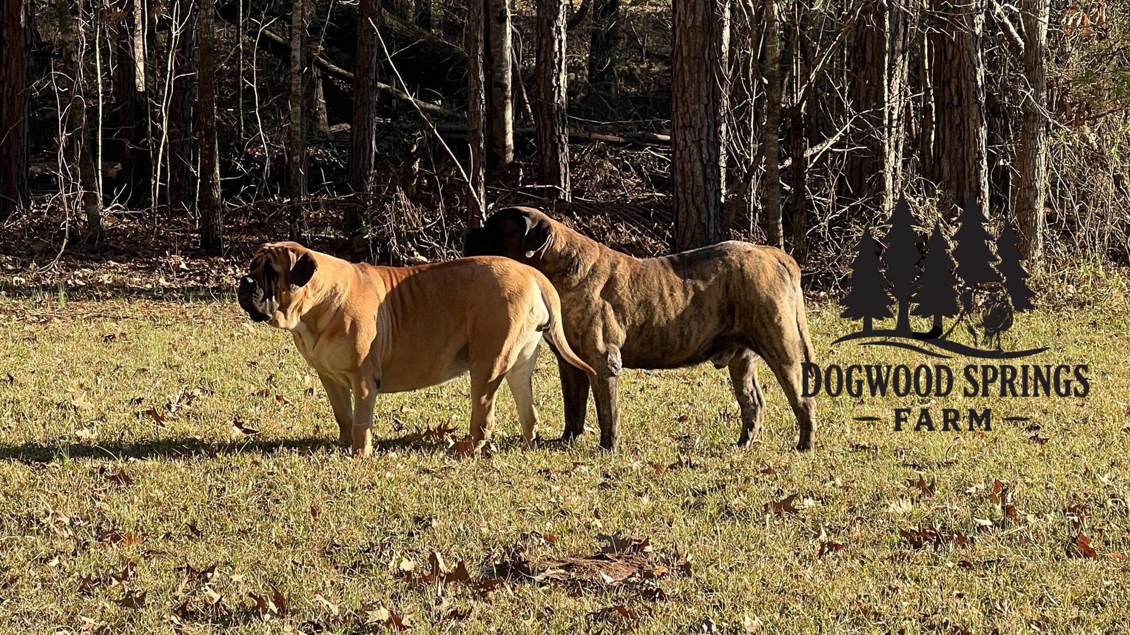 Alert dogs in field