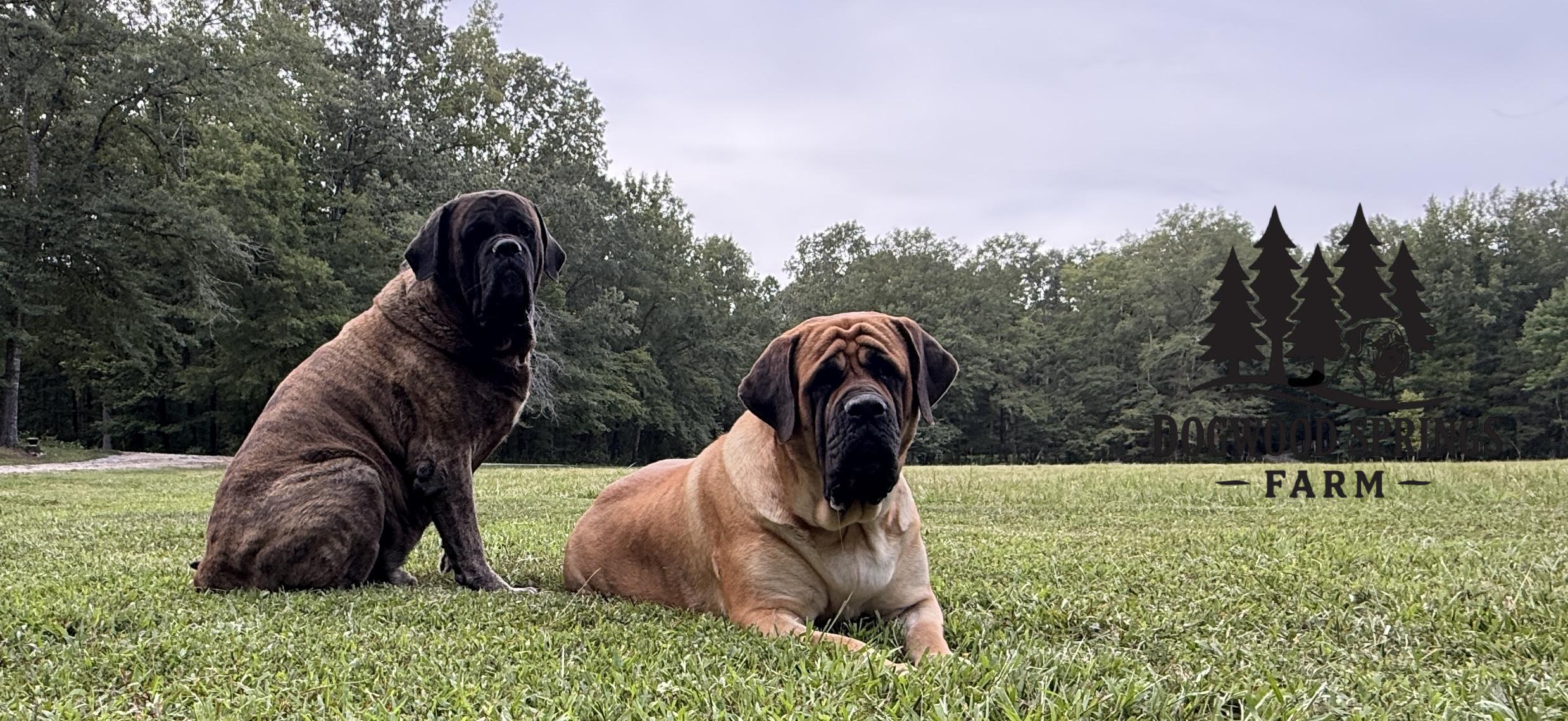 Dogs in field
