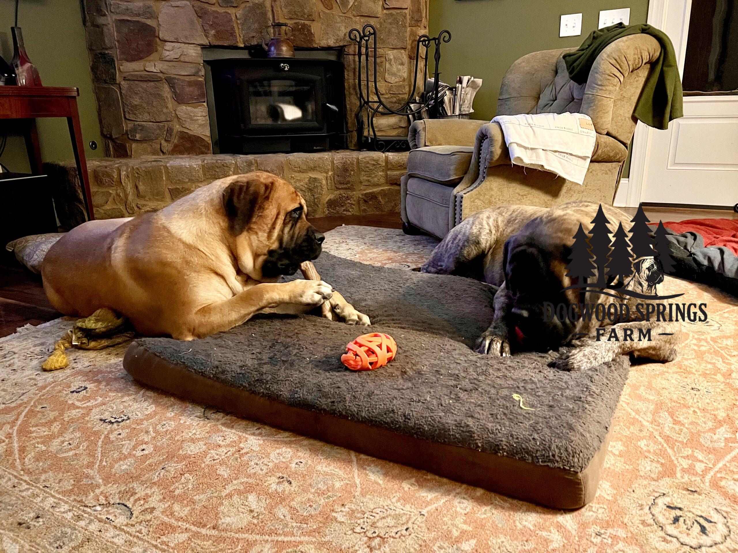 Dogs play time