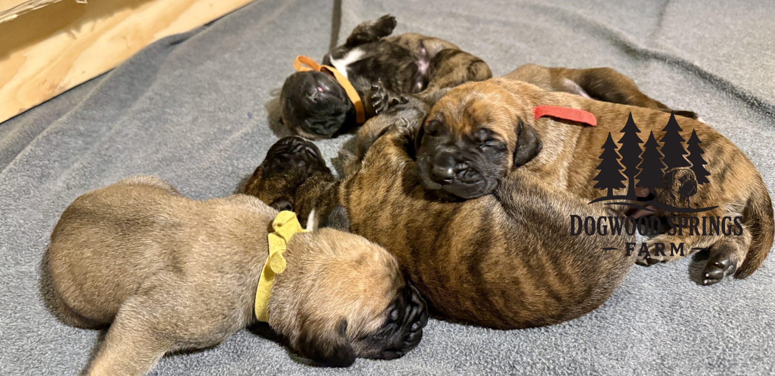 Newborn puppies