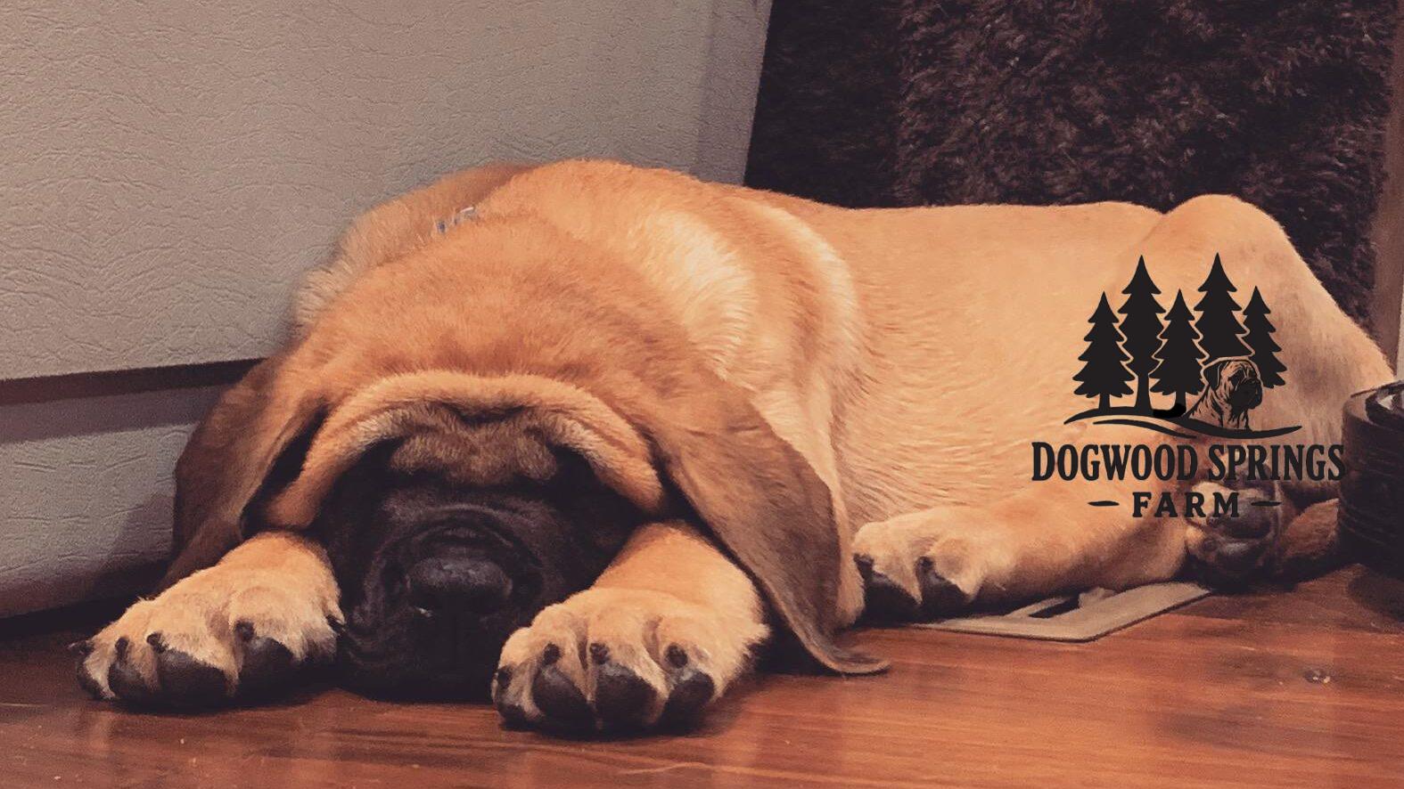 puppy pic